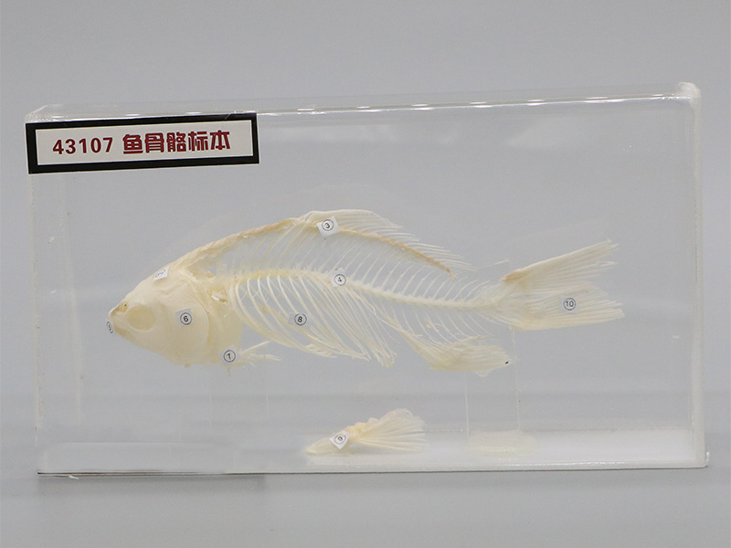 魚骨骼標(biāo)本2.jpg 魚骨骼標(biāo)本2.jpg